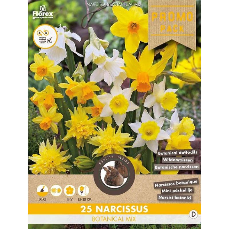 Bloembollen - Grootverpakking Botanische Narcis mix 10/12 25st