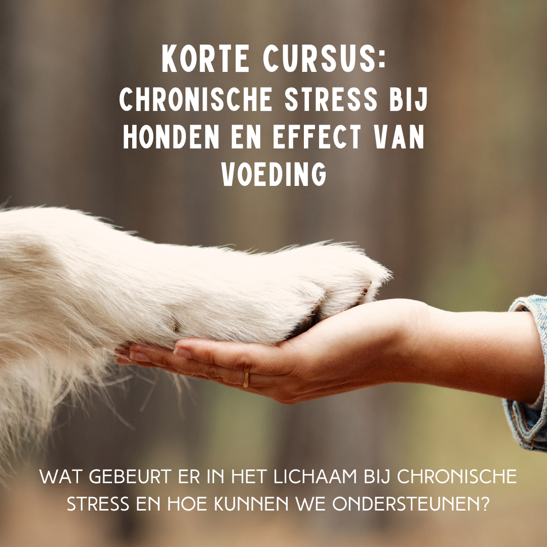 Korte cursus chronische stress bij honden en voeding